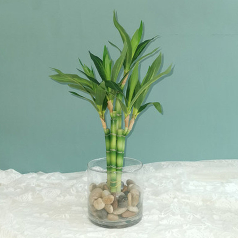 Desk Setup At Home - Mới 40Cm RFtificial May Mắn Tre
