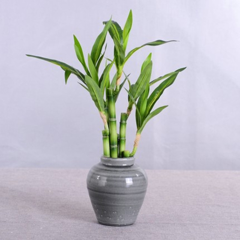 Mới 40Cm RFtificial May Mắn Tr - đánh giá và giá Desk Setup At Home
