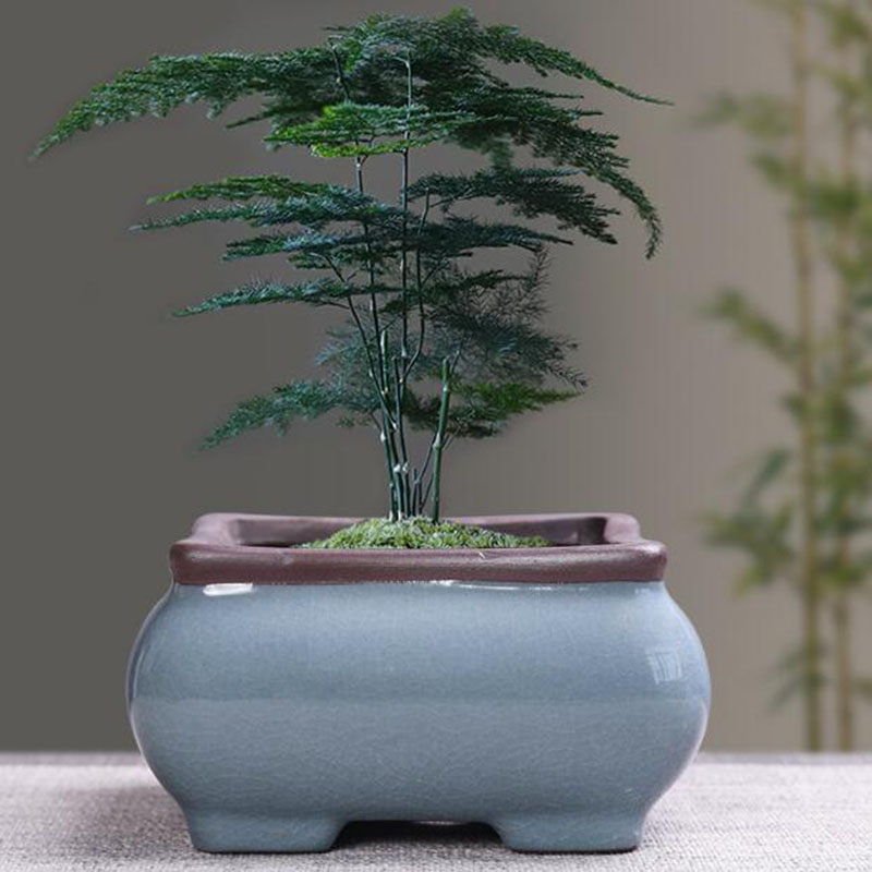 Retro Gốm Hoa Măng Tây Thực Vậ - đánh giá và giá Desk Setup Plant